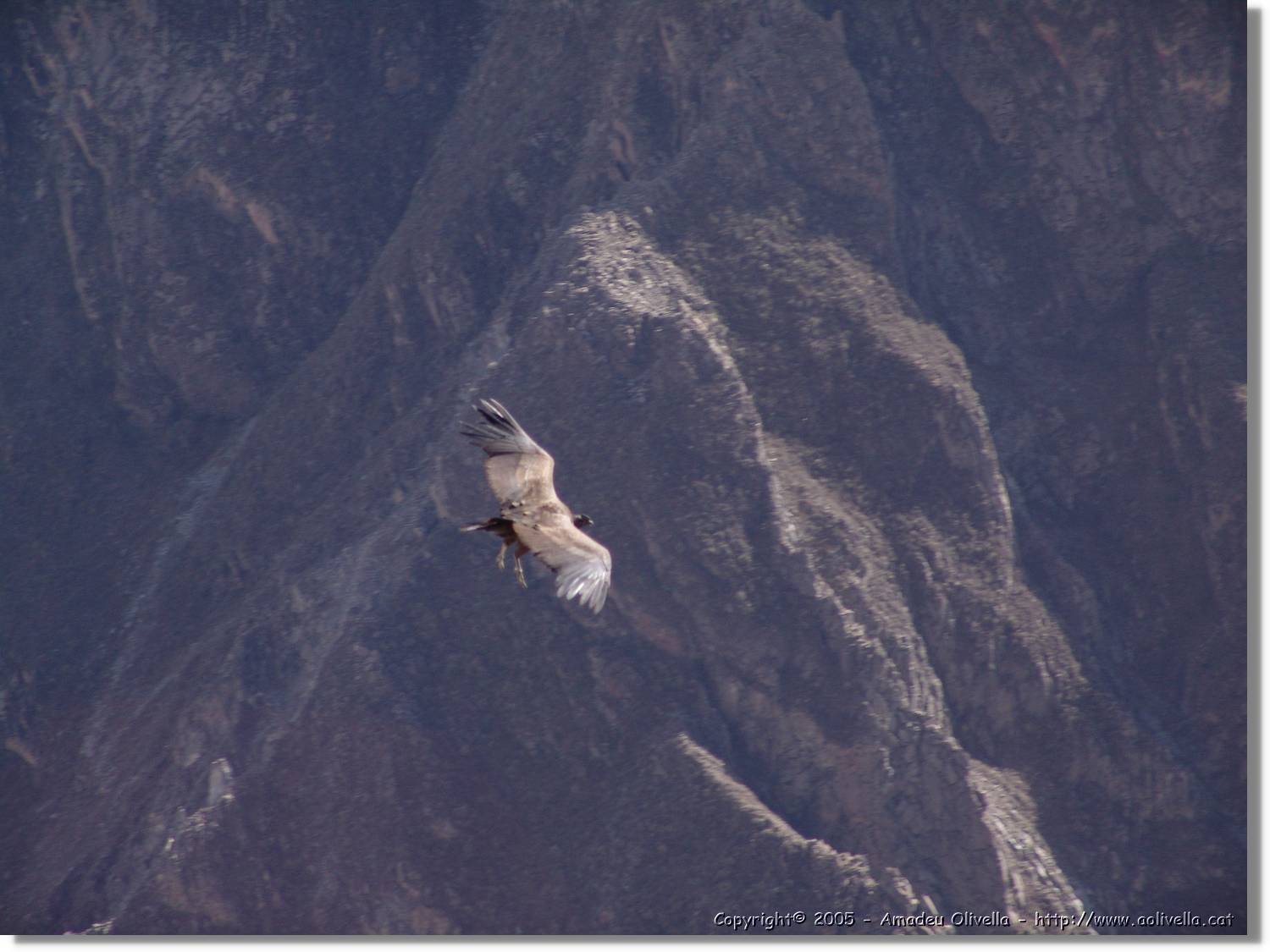 Colca_103.jpg