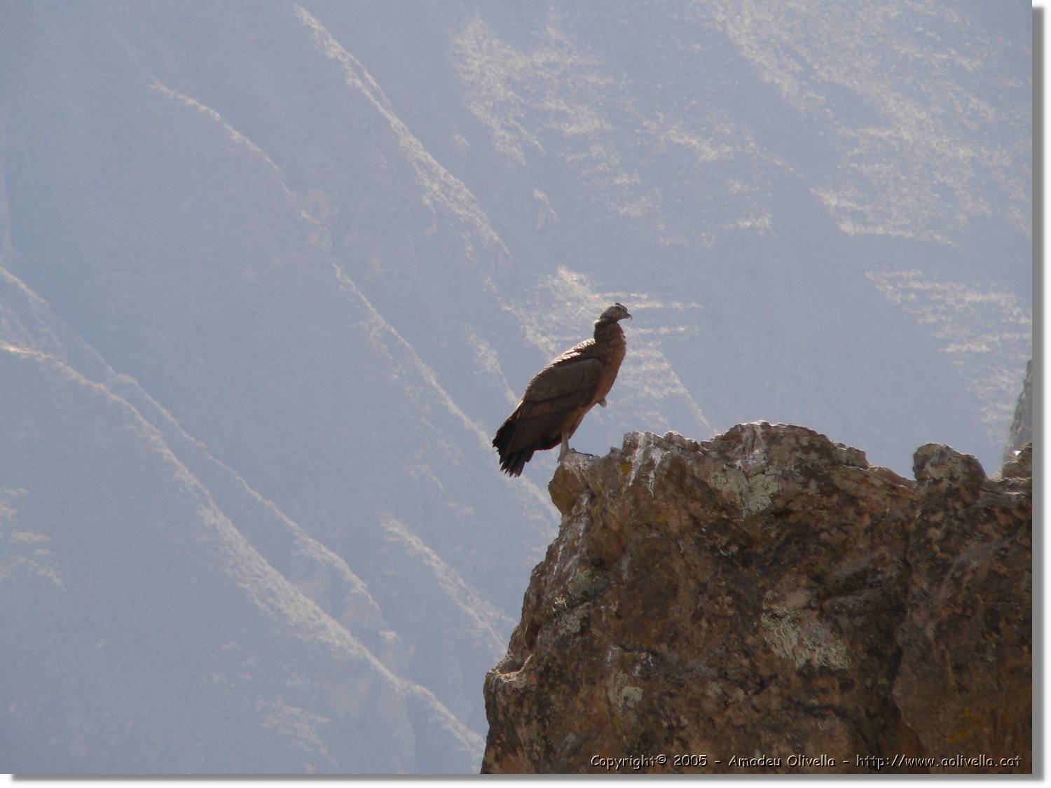 Colca_104.jpg