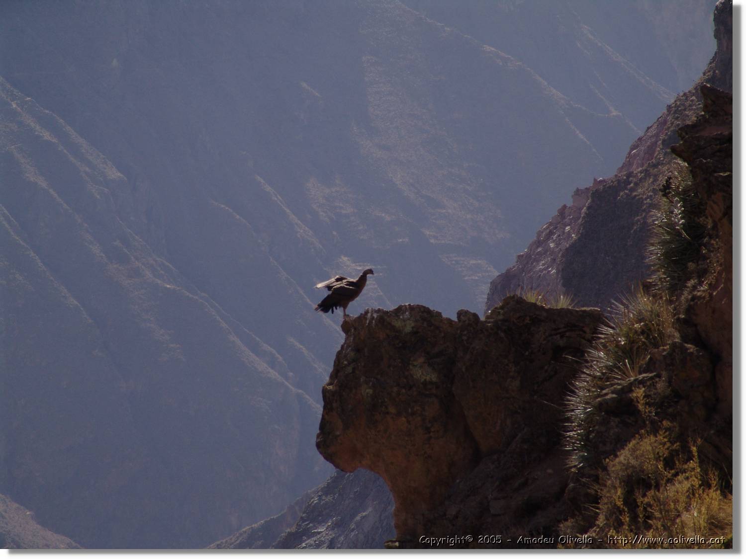 Colca_106.jpg