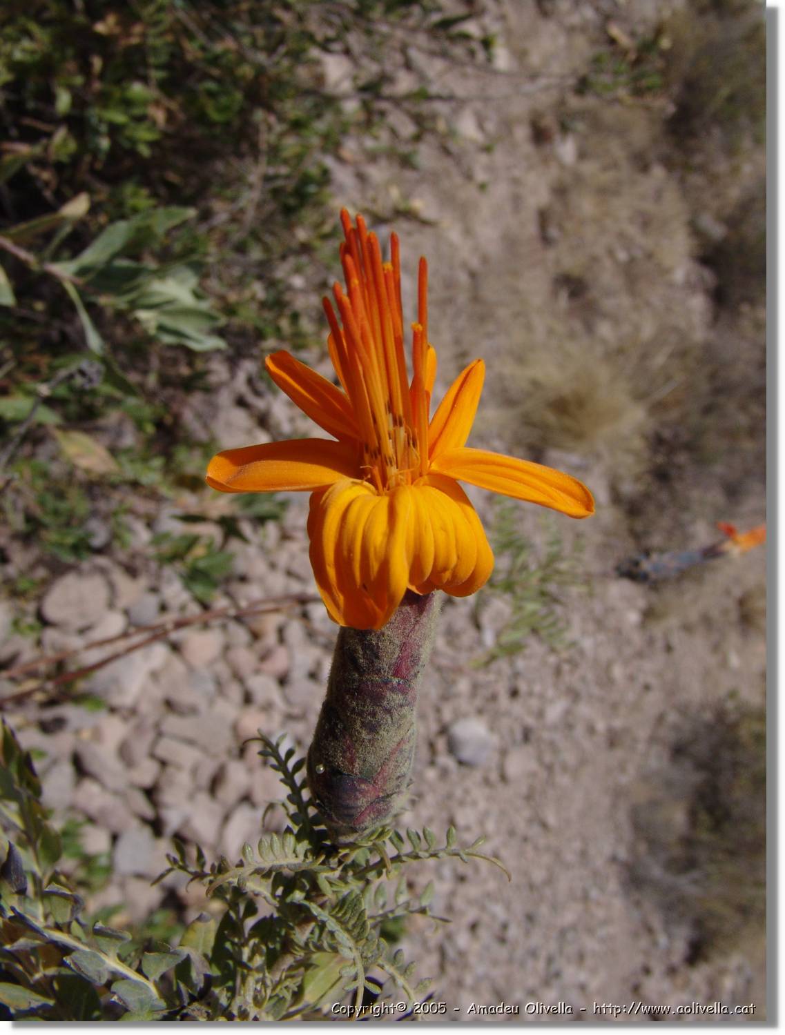 Colca_122.jpg