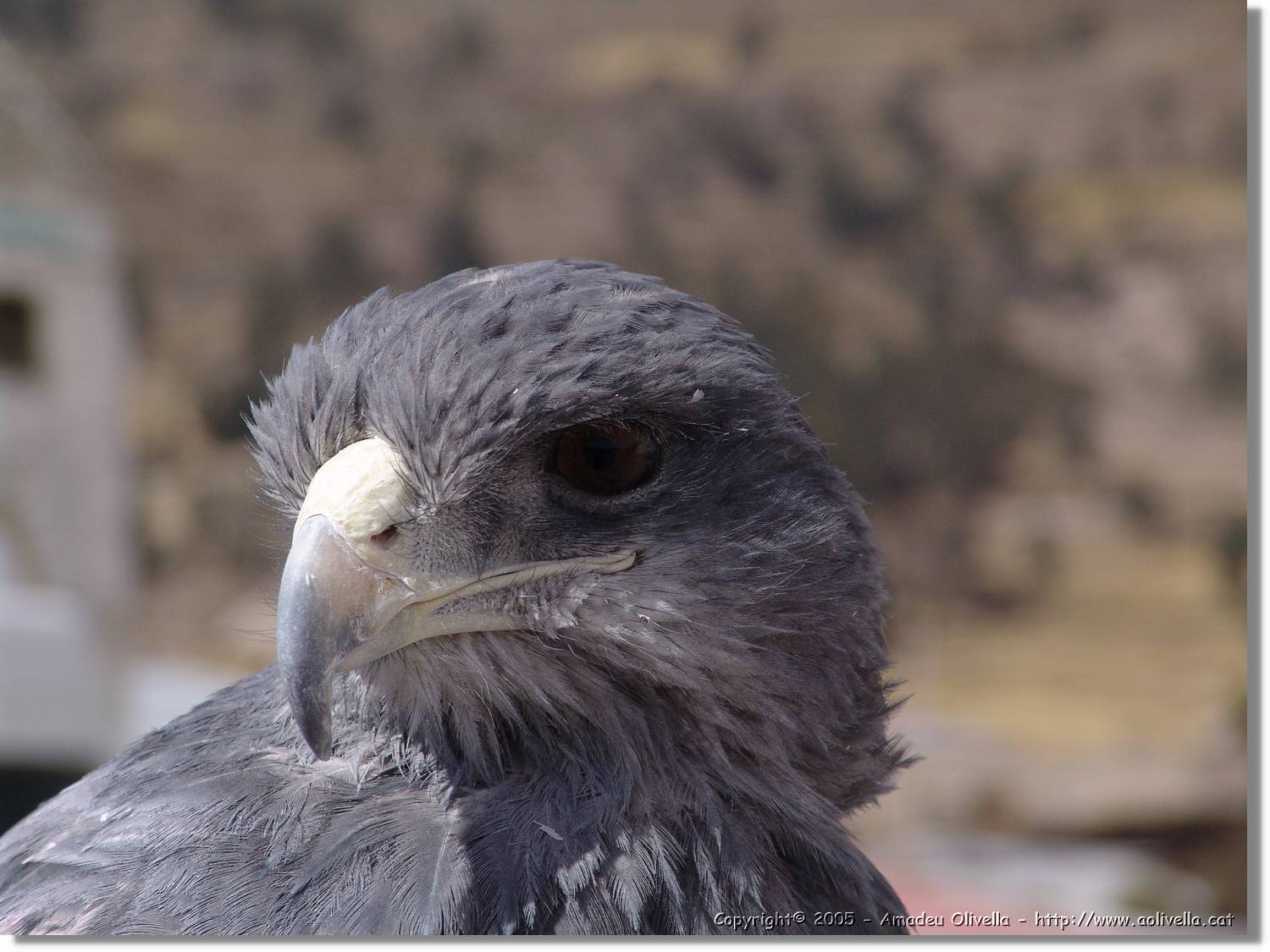 Colca_139.jpg