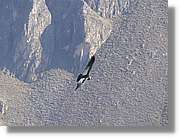 Colca_073.jpg