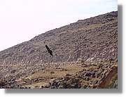Colca_074.jpg