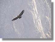 Colca_080.jpg