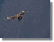 Colca_087.jpg
