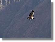 Colca_091.jpg