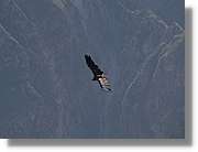 Colca_092.jpg