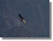 Colca_093.jpg