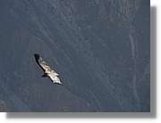 Colca_097.jpg