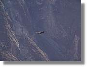 Colca_100.jpg