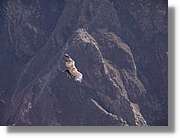 Colca_103.jpg