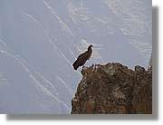 Colca_104.jpg