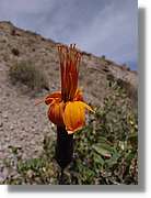 Colca_124.jpg
