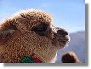 Colca_128.jpg