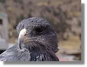 Colca_139.jpg