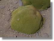 Colca_169.jpg
