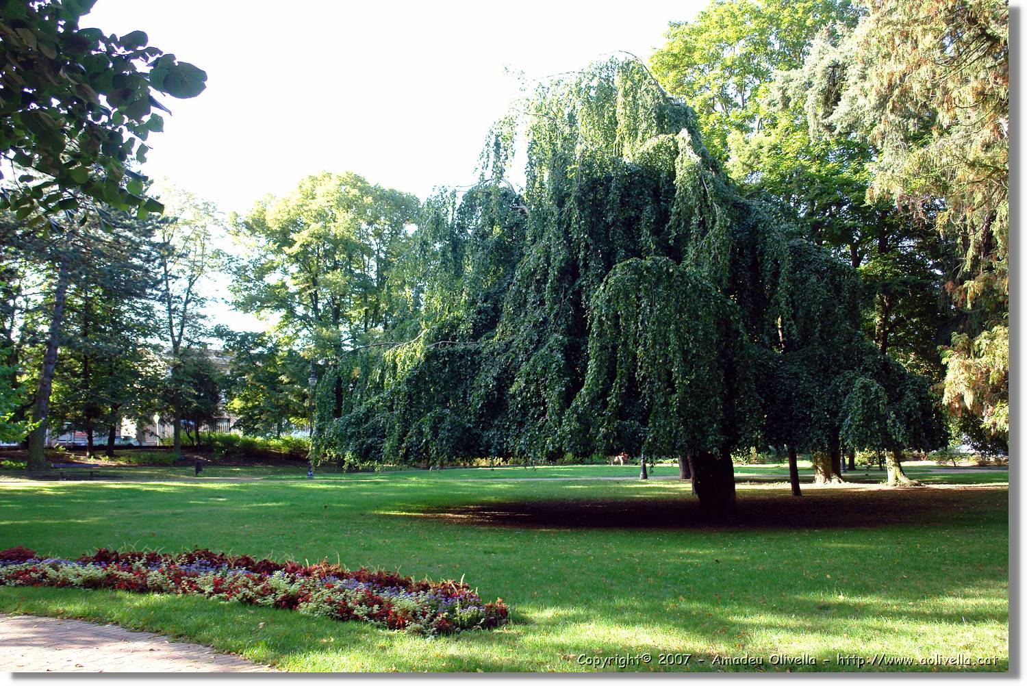 3_Oliwa_232.jpg