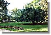 3_Oliwa_232.jpg