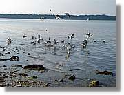 Chiemsee_009.jpg