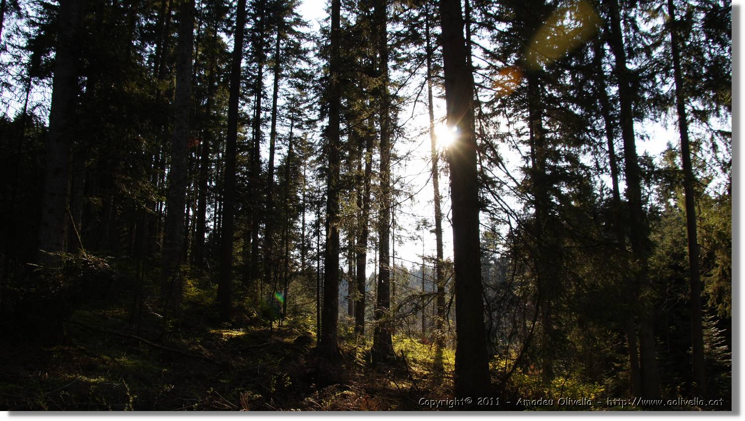 Schwarzwald_112.jpg