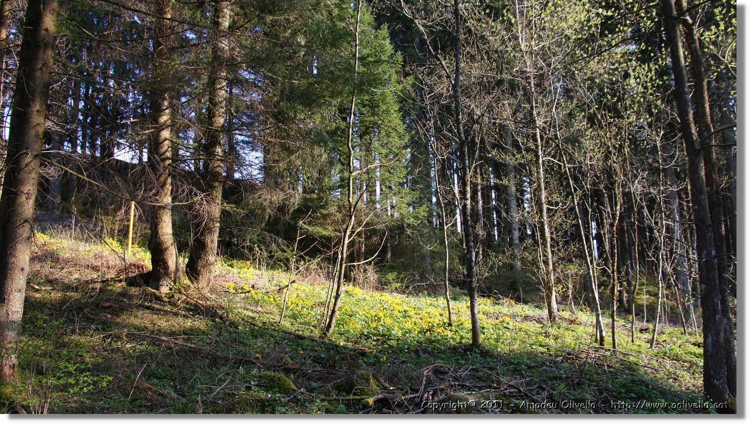 Schwarzwald_115.jpg