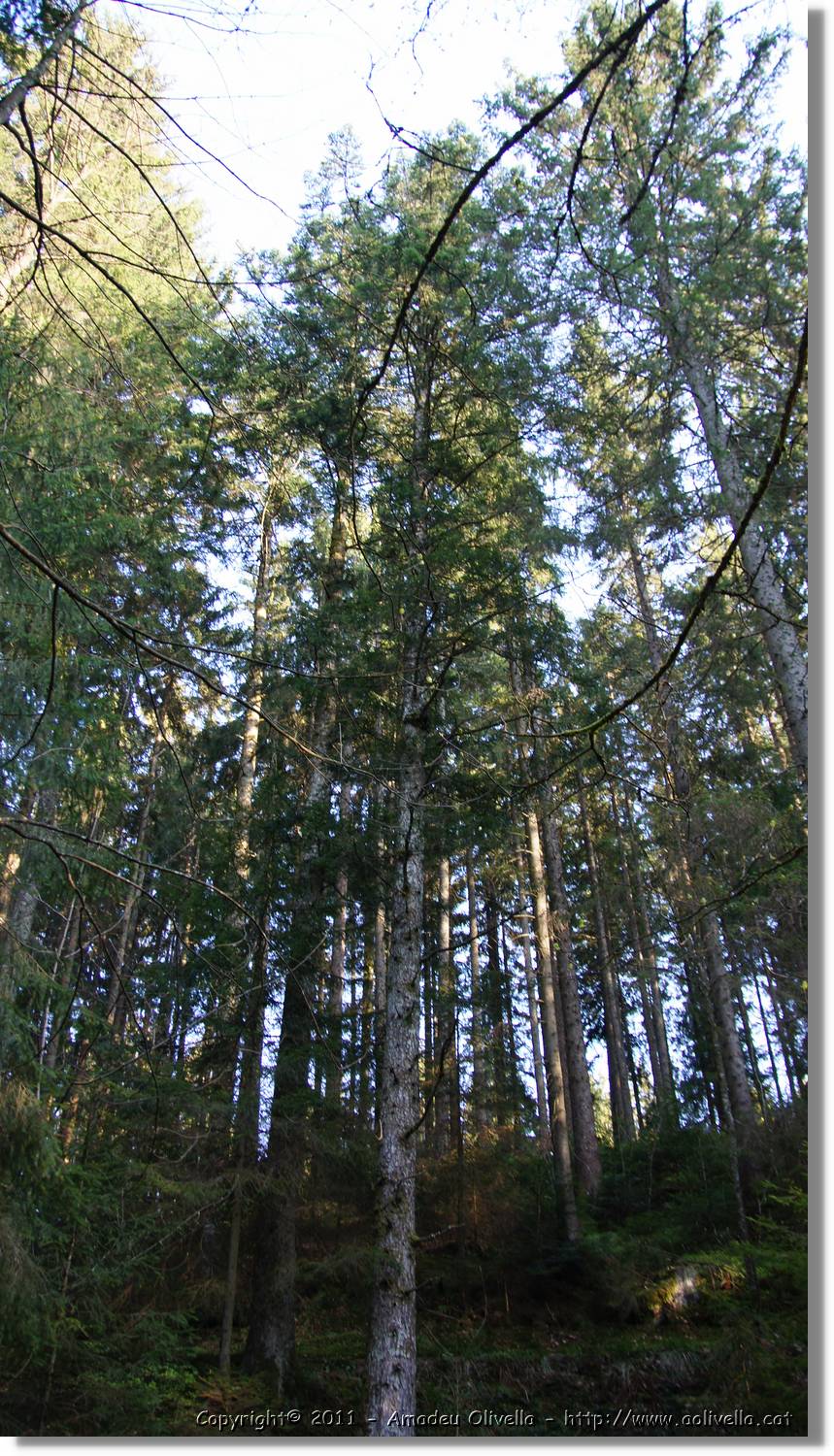 Schwarzwald_123.jpg