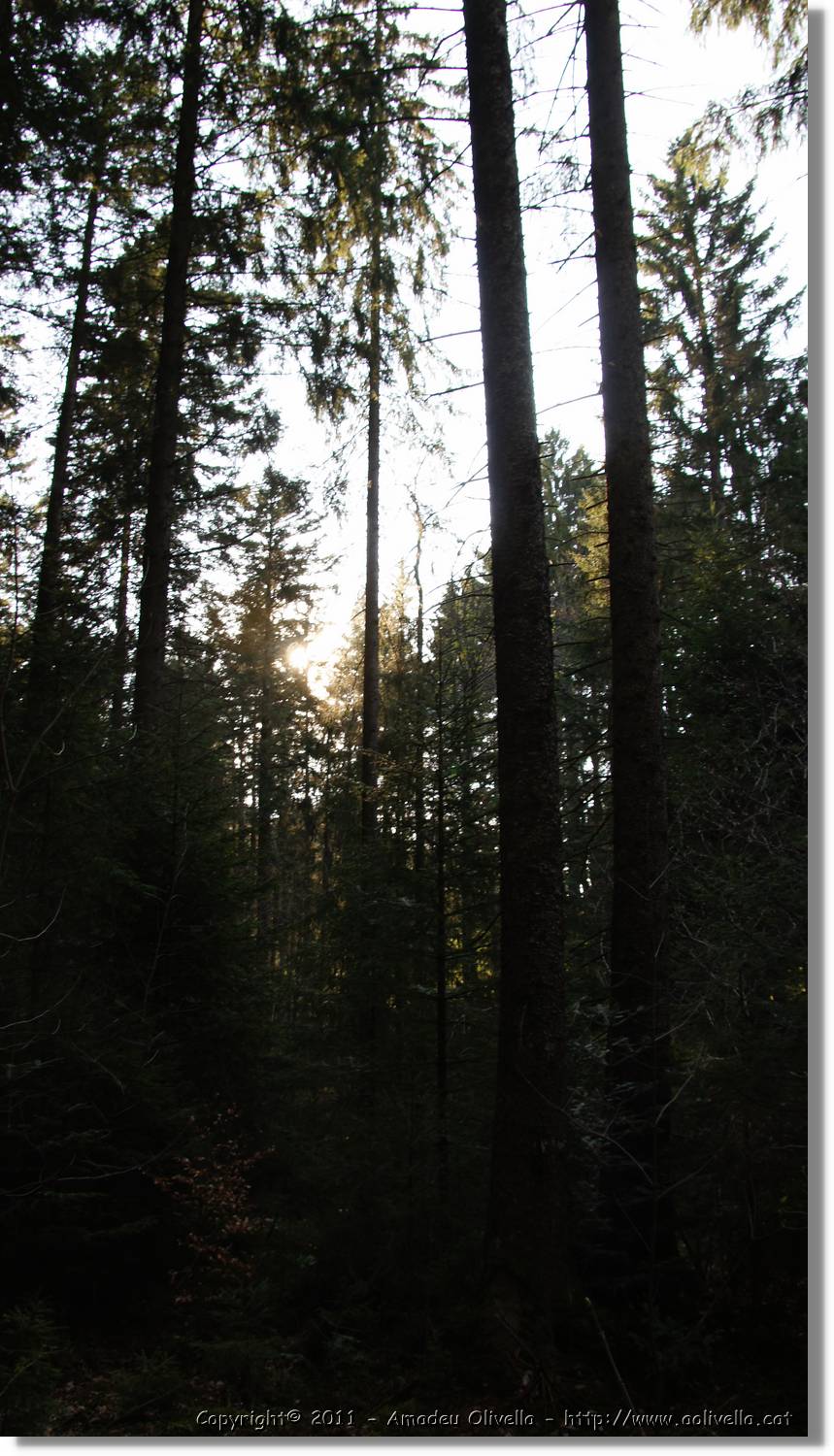 Schwarzwald_125.jpg