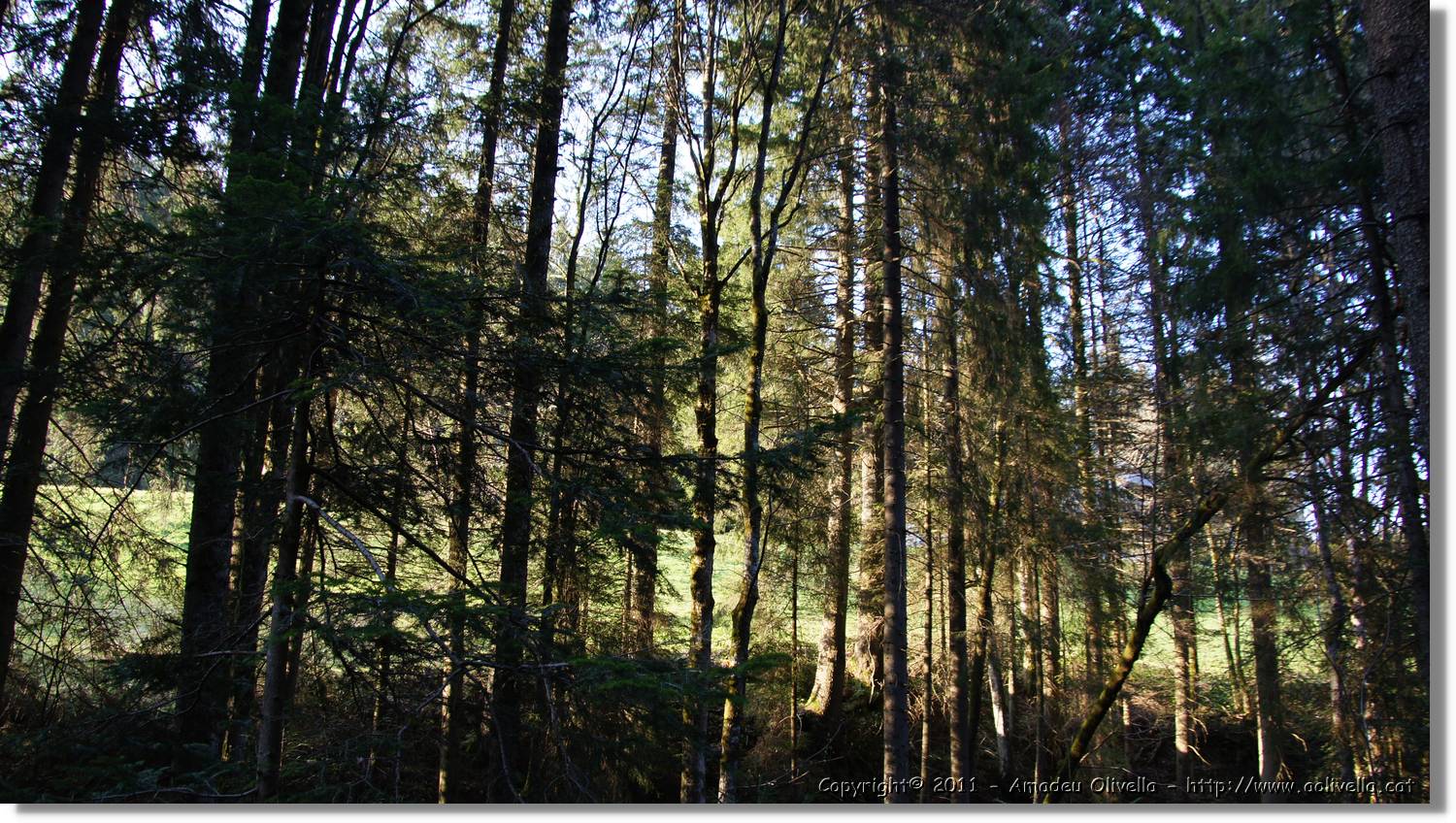 Schwarzwald_128.jpg