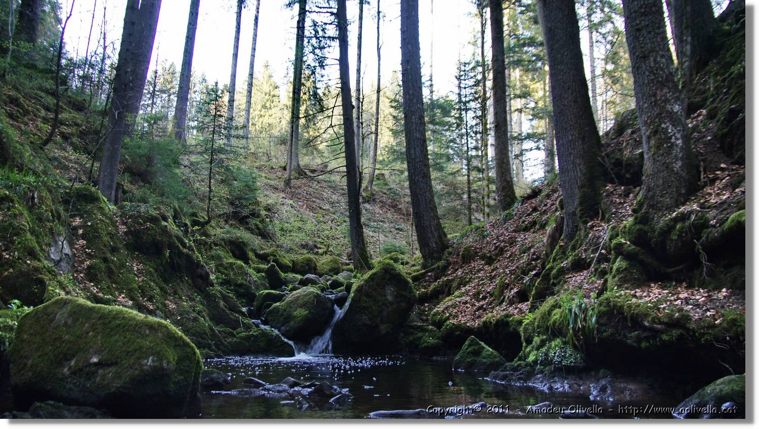 Schwarzwald_131.jpg