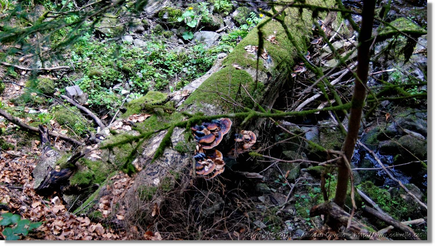 Schwarzwald_139.jpg