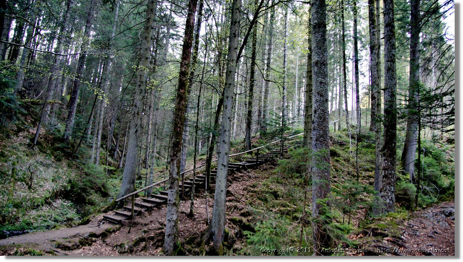 Schwarzwald_141.jpg