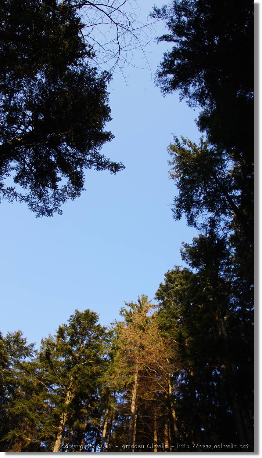 Schwarzwald_142.jpg