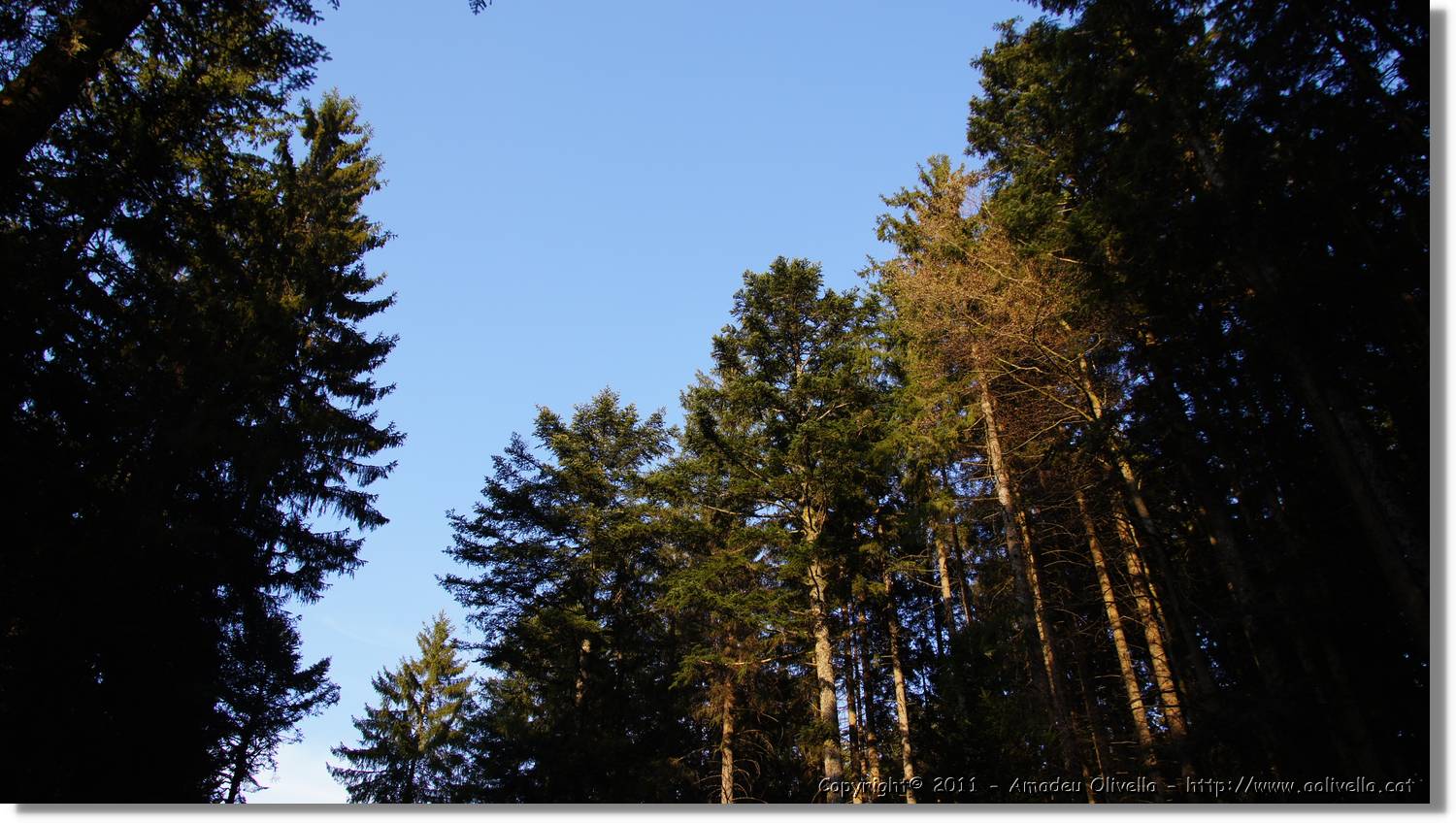 Schwarzwald_143.jpg