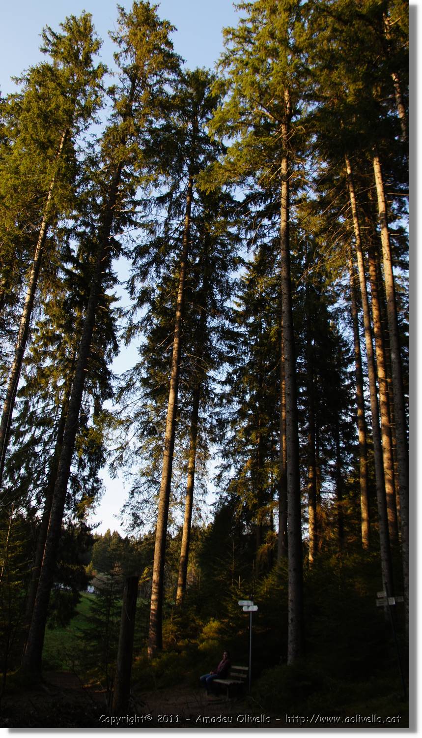 Schwarzwald_145.jpg