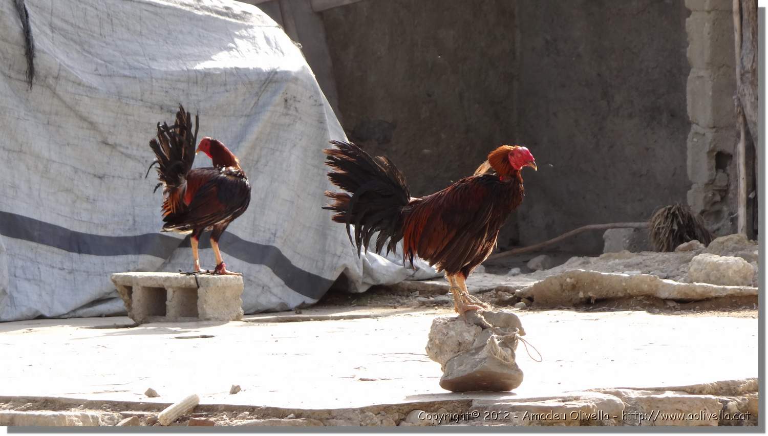 Haiti_JR_219.jpg