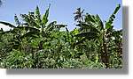 Haiti_JR_161.jpg