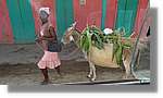 Haiti_JR_177.jpg