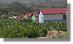 Haiti_JR_184.jpg