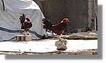 Haiti_JR_219.jpg