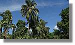 Haiti_JR_381.jpg