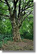 Dublin_231.jpg