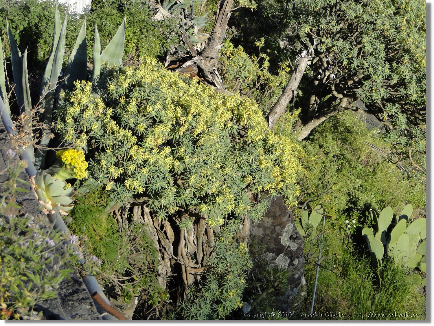 Gomera_034.jpg