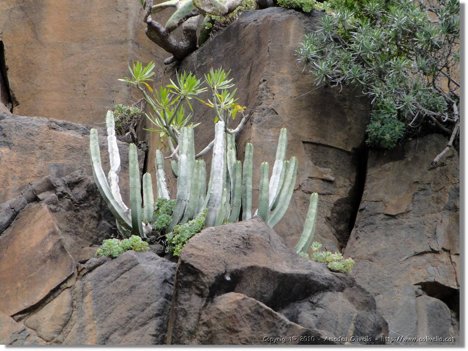 Gomera_171.jpg