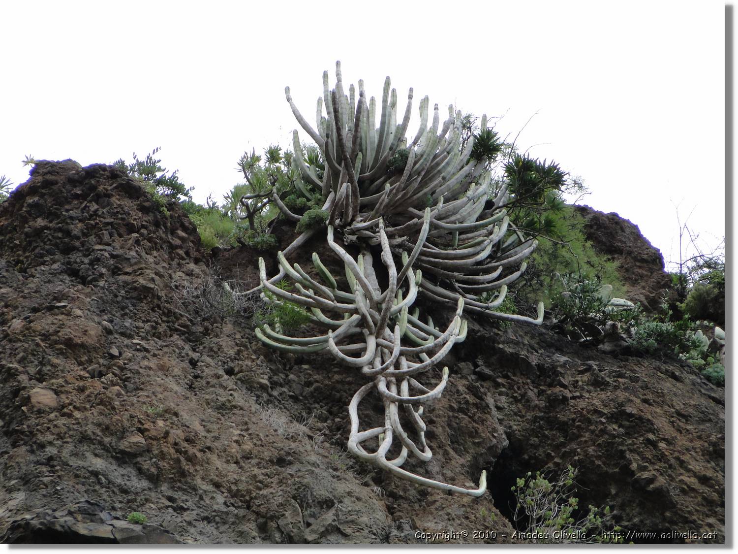 Gomera_174.jpg