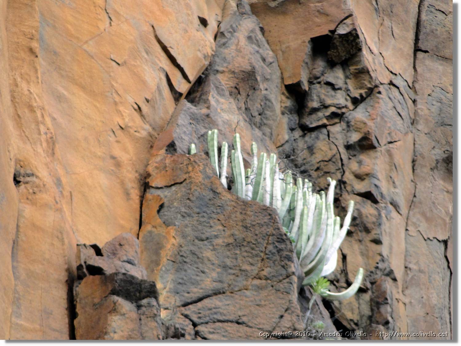 Gomera_175.jpg
