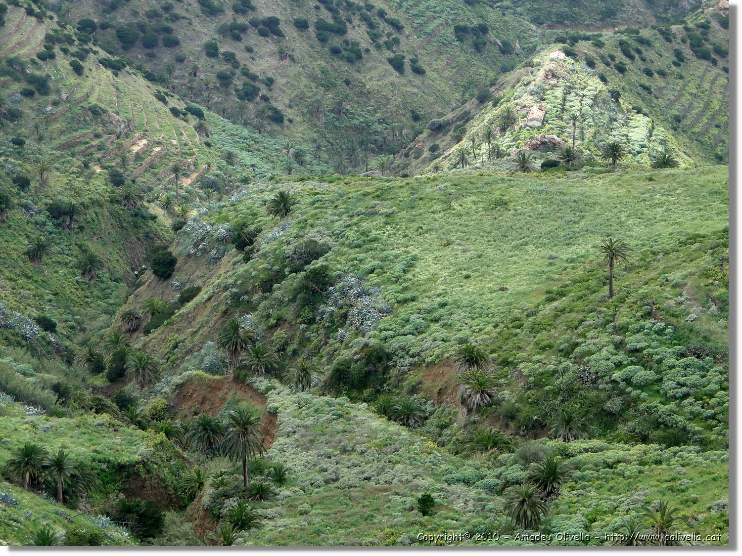 Gomera_178.jpg