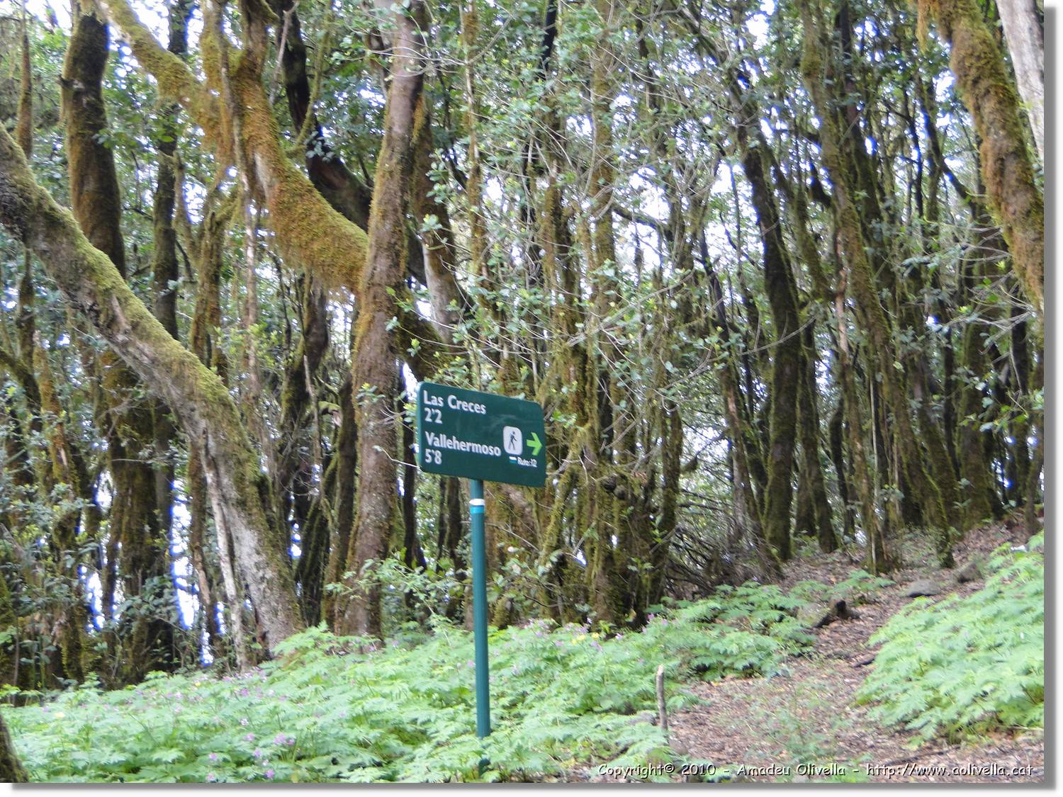 Gomera_256.jpg
