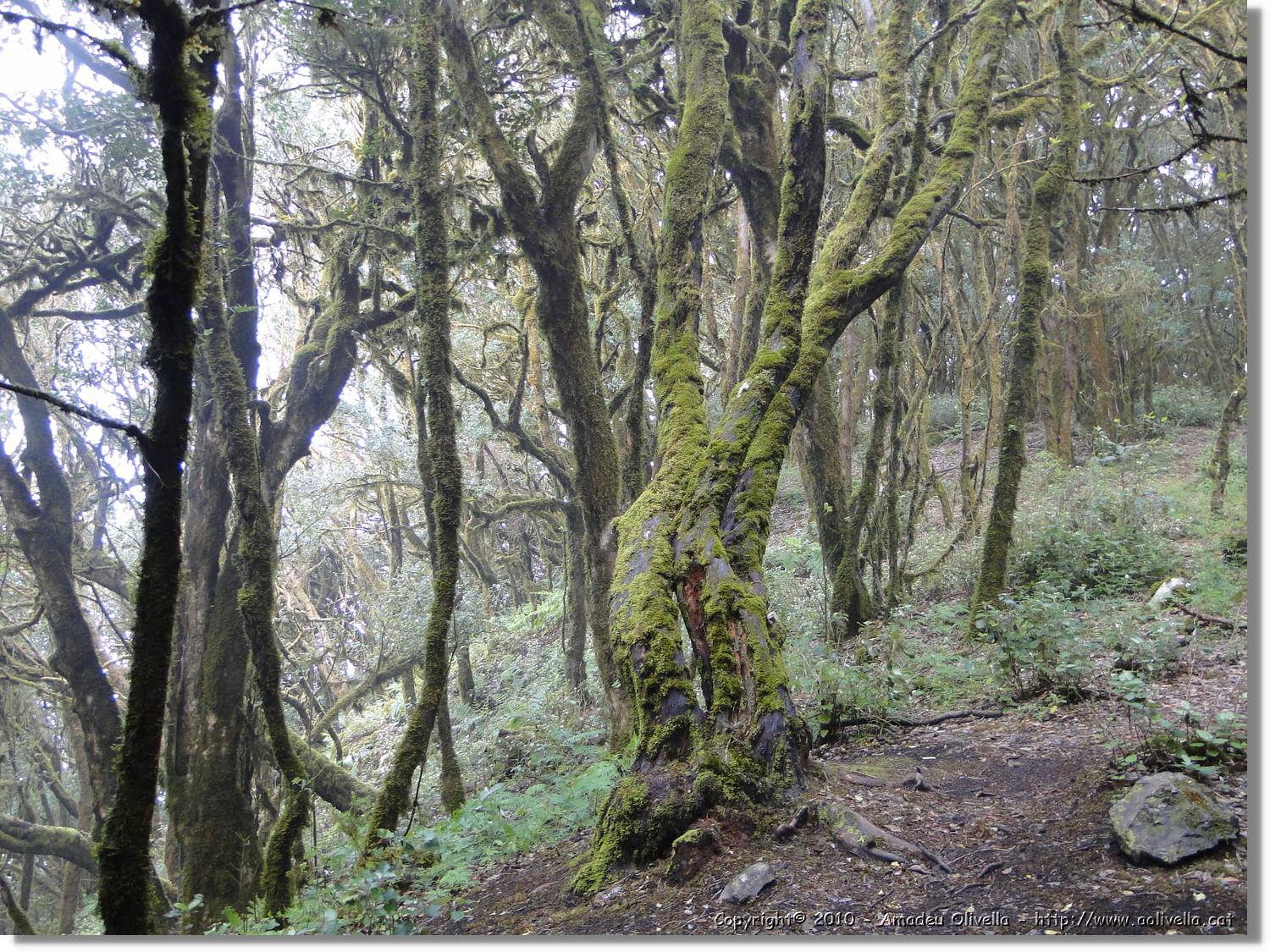 Gomera_260.jpg