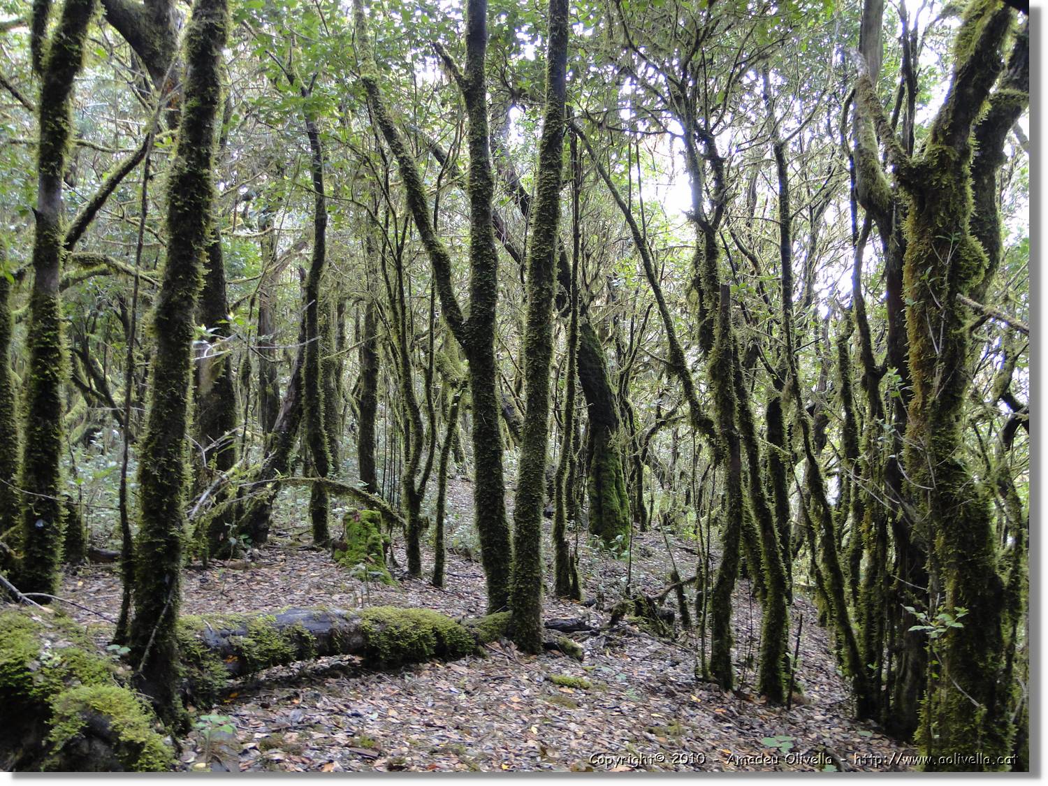 Gomera_261.jpg
