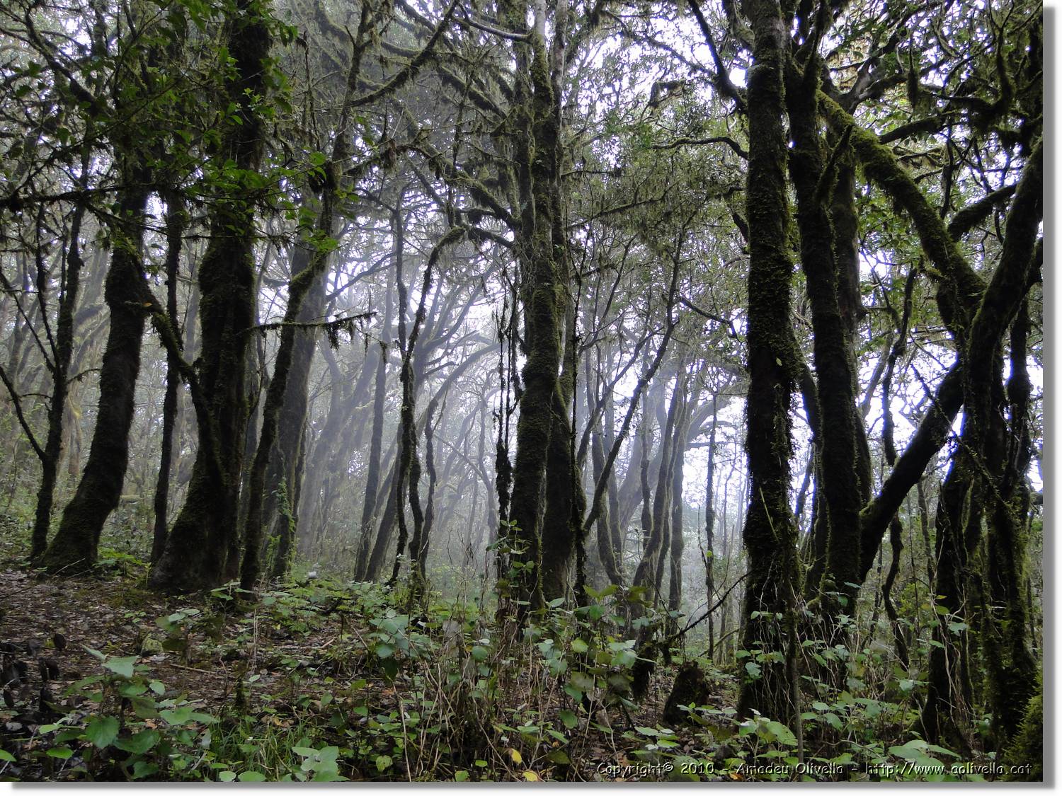Gomera_265.jpg